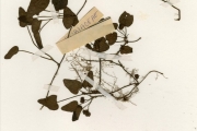 <strong>Rubiaceae - Geophila - Geophila obvallata (Schumach.) Didr.</strong><br />© hnb
