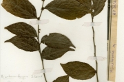 <strong>Pandaceae - Microdesmis - Microdesmis keayana J.Léonard</strong><br />© hnb