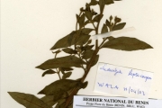 <strong>Onagraceae - Ludwigia - Ludwigia leptocarpa (Nutt.) H.Hara</strong><br />© hnb