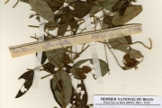 <strong>Leguminosae-Papilionoideae - Clitoria - Clitoria falcata Lam.</strong><br />© hnb