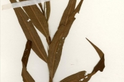 <strong>Polygonaceae - Persicaria - Persicaria pulchra (Blume) Soják</strong><br />© hnb