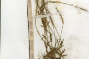 <strong>Poaceae - Perotis - Perotis indica (L.) Kuntze</strong><br />© hnb