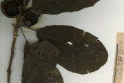 <strong>Rubiaceae - Euclinia - Euclinia longiflora Salisb.</strong><br />© hnb
