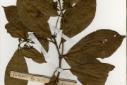 <strong>Rubiaceae - Tarenna - Tarenna eketensis Wernham var. eketensis</strong><br />© hnb