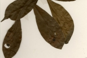<strong>Rubiaceae - Tarenna - Tarenna eketensis Wernham var. eketensis</strong><br />© hnb