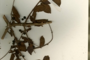 <strong>Rubiaceae - Tarenna - Tarenna eketensis Wernham var. eketensis</strong><br />© hnb