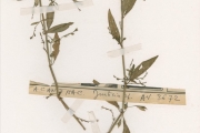 <strong>Acanthaceae - Justicia - Justicia anselliana (Nees) T.Anderson</strong><br />© hnb