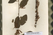 <strong>Loranthaceae - Phragmanthera - Phragmanthera nigritana (Hook.f. ex Benth.) Balle</strong><br />© hnb