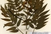 <strong>Leguminosae-Caesalpinioideae - Senna - Senna sophera (L.) Roxb.</strong><br />© hnb