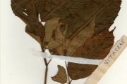 <strong>Vitaceae - Leea - Leea guineensis G.Don</strong><br />© hnb