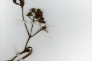<strong>Vitaceae - Leea - Leea guineensis G.Don</strong><br />© hnb