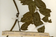 <strong>Apocynaceae - Strophanthus - Strophanthus hispidus DC.</strong><br />© hnb