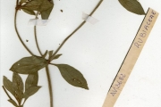 <strong>Rubiaceae - Richardia - Richardia scabra L.</strong><br />© hnb