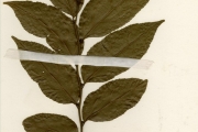 <strong>Pandaceae - Microdesmis - Microdesmis keayana J.Léonard</strong><br />© hnb