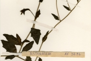 <strong>Asteraceae - Gynura - Gynura procumbens (Lour.) Merr.</strong><br />© hnb