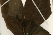 <strong>Rubiaceae - Rothmannia - Rothmannia munsae (Schweinf. ex Hiern) E.Petit subsp. megalostigma (Wernham) Somers</strong><br />© hnb