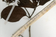 <strong>Rubiaceae - Psychotria - Psychotria articulata (Hiern) E.M.A.Petit</strong><br />© hnb