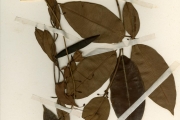 <strong>Asclepiadaceae - Tacazzea - Tacazzea pedicellata K.Schum.</strong><br />© hnb