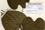 <strong>Menispermaceae - Rhigiocarya - Rhigiocarya racemifera Miers</strong><br />© hnb