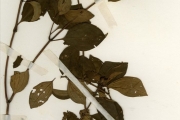 <strong>Melastomataceae - Tristemma - Tristemma littorale Benth.</strong><br />© hnb