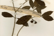 <strong>Apocynaceae - Callichilia - Callichilia barteri (Hook.f.) Stapf</strong><br />© hnb