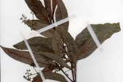 <strong>Rubiaceae - Psychotria - Psychotria calva Hiern</strong><br />© hnb