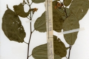 <strong>Tiliaceae - Glyphaea - Glyphaea brevis (Spreng.) Monach.</strong><br />© hnb