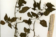 <strong>Solanaceae - Solanum - Solanum americanum Mill.</strong><br />© hnb