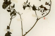 <strong>Solanaceae - Solanum - Solanum americanum Mill.</strong><br />© hnb