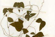 <strong>Leguminosae-Papilionoideae - Vigna - Vigna gracilis (Guill. & Perr.) Hook.f.</strong><br />© hnb