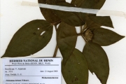 <strong>Melastomataceae - Tristemma - Tristemma hirtum P.Beauv.</strong><br />© hnb