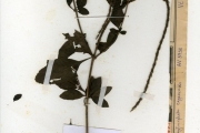<strong>Verbenaceae - Stachytarpheta - Stachytarpheta cayennensis (Rich.) Vahl</strong><br />© hnb