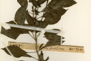 <strong>Lamiaceae - Ocimum - Ocimum basilicum L.</strong><br />© hnb