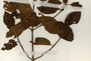 <strong>Rubiaceae - Mitragyna - Mitragyna inermis (Willd.) Kuntze</strong><br />© hnb