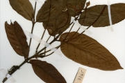 <strong>Rubiaceae - Oxyanthus - Oxyanthus racemosus (Schumach. & Thonn.) Keay</strong><br />© hnb