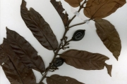<strong>Rubiaceae - Oxyanthus - Oxyanthus racemosus (Schumach. & Thonn.) Keay</strong><br />© hnb