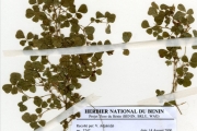 <strong>Leguminosae-Papilionoideae - Desmodium - Desmodium triflorum (L.) DC.</strong><br />© hnb