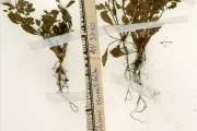 <strong>Molluginaceae - Glinus - Glinus oppositifolius (L.) Aug.DC.</strong><br />© hnb