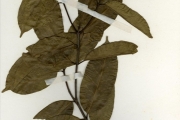 <strong>Apocynaceae - Saba - Saba thompsonii (A.Chev.) Pichon</strong><br />© hnb