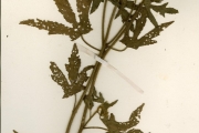 <strong>Malvaceae - Malachra - Malachra radiata (L.) L.</strong><br />© hnb