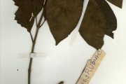 <strong>Rubiaceae - Morelia - Morelia senegalensis A.Rich. ex DC.</strong><br />© hnb