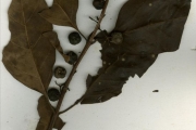 <strong>Rubiaceae - Morelia - Morelia senegalensis A.Rich. ex DC.</strong><br />© hnb