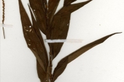 <strong>Polygonaceae - Persicaria - Persicaria senegalensis (Meisn.) Soják</strong><br />© hnb