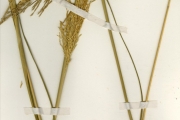 <strong>Poaceae - Vetiveria - Vetiveria nigritana (Benth.) Stapf</strong><br />© hnb