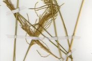 <strong>Poaceae - Vetiveria - Vetiveria nigritana (Benth.) Stapf</strong><br />© hnb