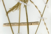 <strong>Poaceae - Vetiveria - Vetiveria nigritana (Benth.) Stapf</strong><br />© hnb