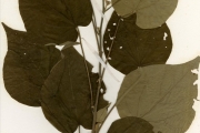 <strong>Malvaceae - Wissadula - Wissadula amplissima (L.) R.E.Fr. var. rostrata (Schumach. & Thonn.) R.E.Fr.</strong><br />© hnb
