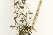 <strong>Poaceae - Urochloa - Urochloa villosa (Lam.) T.Q.Nguyen</strong><br />© hnb