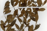 <strong>Myrtaceae - Eugenia - Eugenia coronata Schumach. & Thonn.</strong><br />© hnb