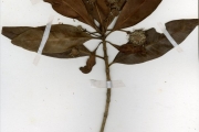 <strong>Rubiaceae - Breonadia - Breonadia salicina (Vahl) Hepper & Wood</strong><br />© hnb